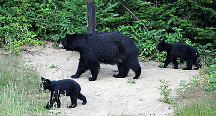 L'ours noir, un mammifère terrestre mythique à découvrir...