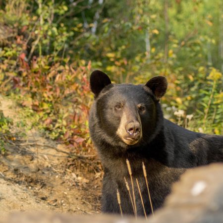 Observation de l'ours noir